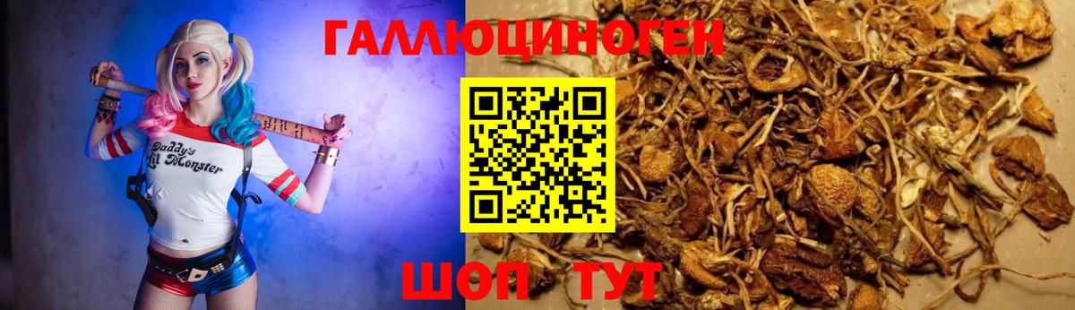 Псилоцибиновые грибы Psilocybine cubensis Удомля